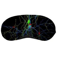 Synaptic Connections Between Pyramida Neurons And Gabaergic Interneurons Were Labeled Biotin During Sleeping Masks by Mariart