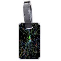 Synaptic Connections Between Pyramida Neurons And Gabaergic Interneurons Were Labeled Biotin During Luggage Tags (one Side)  by Mariart