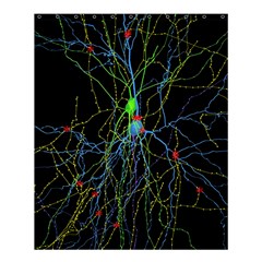 Synaptic Connections Between Pyramida Neurons And Gabaergic Interneurons Were Labeled Biotin During Shower Curtain 60  X 72  (medium)  by Mariart