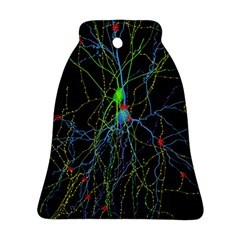 Synaptic Connections Between Pyramida Neurons And Gabaergic Interneurons Were Labeled Biotin During Ornament (bell) by Mariart