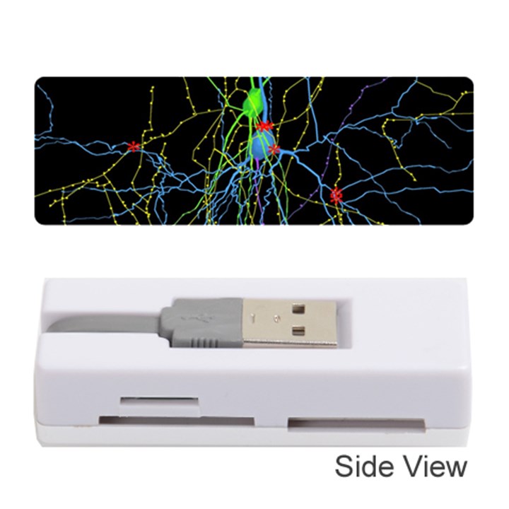 Synaptic Connections Between Pyramida Neurons And Gabaergic Interneurons Were Labeled Biotin During Memory Card Reader (Stick) 