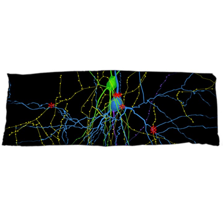 Synaptic Connections Between Pyramida Neurons And Gabaergic Interneurons Were Labeled Biotin During Body Pillow Case (Dakimakura)