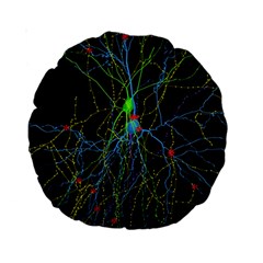 Synaptic Connections Between Pyramida Neurons And Gabaergic Interneurons Were Labeled Biotin During Standard 15  Premium Round Cushions by Mariart