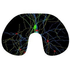 Synaptic Connections Between Pyramida Neurons And Gabaergic Interneurons Were Labeled Biotin During Travel Neck Pillows by Mariart