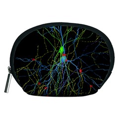 Synaptic Connections Between Pyramida Neurons And Gabaergic Interneurons Were Labeled Biotin During Accessory Pouches (medium)  by Mariart