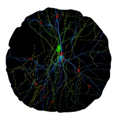 Synaptic Connections Between Pyramida Neurons And Gabaergic Interneurons Were Labeled Biotin During Large 18  Premium Flano Round Cushions by Mariart