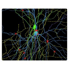 Synaptic Connections Between Pyramida Neurons And Gabaergic Interneurons Were Labeled Biotin During Double Sided Flano Blanket (medium)  by Mariart