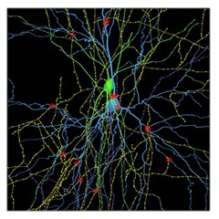 Synaptic Connections Between Pyramida Neurons And Gabaergic Interneurons Were Labeled Biotin During Large Satin Scarf (square) by Mariart