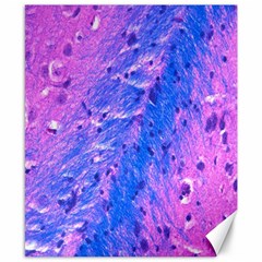 The Luxol Fast Blue Myelin Stain Canvas 8  X 10 