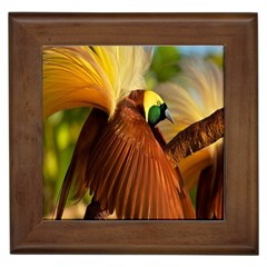 Birds Paradise Cendrawasih Framed Tiles by Mariart