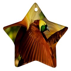 Birds Paradise Cendrawasih Ornament (star) by Mariart