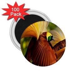 Birds Paradise Cendrawasih 2 25  Magnets (100 Pack)  by Mariart