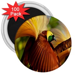 Birds Paradise Cendrawasih 3  Magnets (100 Pack)