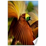 Birds Paradise Cendrawasih Canvas 12  x 18   11.88 x17.36  Canvas - 1