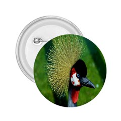 Bird Hairstyle Animals Sexy Beauty 2 25  Buttons