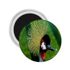 Bird Hairstyle Animals Sexy Beauty 2 25  Magnets by Mariart