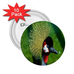 Bird Hairstyle Animals Sexy Beauty 2 25  Buttons (10 Pack) 