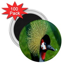 Bird Hairstyle Animals Sexy Beauty 2 25  Magnets (100 Pack) 