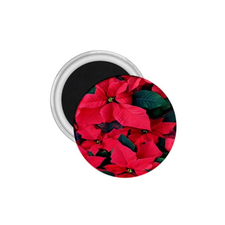 Red Poinsettia Flower 1.75  Magnets