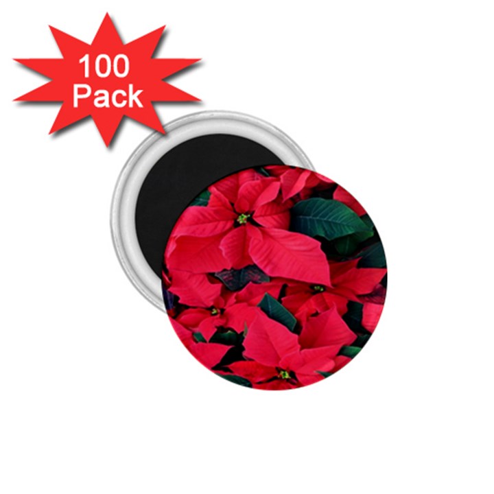 Red Poinsettia Flower 1.75  Magnets (100 pack) 