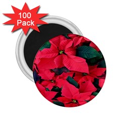 Red Poinsettia Flower 2 25  Magnets (100 Pack) 