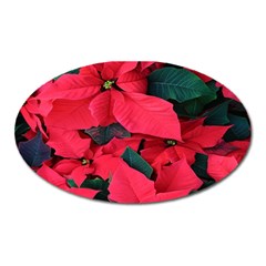 Red Poinsettia Flower Oval Magnet