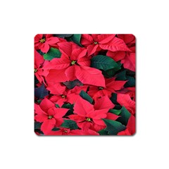 Red Poinsettia Flower Square Magnet by Mariart