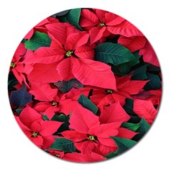 Red Poinsettia Flower Magnet 5  (round)