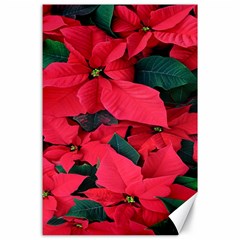 Red Poinsettia Flower Canvas 24  X 36 