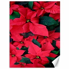 Red Poinsettia Flower Canvas 36  X 48  