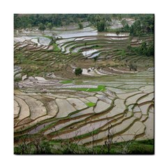 Rice Fields Terraced Terrace Tile Coasters by Nexatart