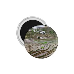 Rice Fields Terraced Terrace 1 75  Magnets by Nexatart