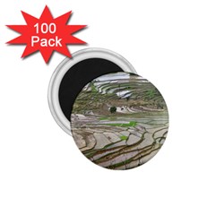 Rice Fields Terraced Terrace 1 75  Magnets (100 Pack)  by Nexatart