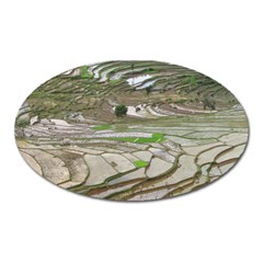 Rice Fields Terraced Terrace Oval Magnet by Nexatart