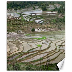 Rice Fields Terraced Terrace Canvas 8  X 10  by Nexatart