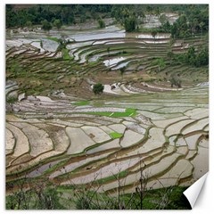 Rice Fields Terraced Terrace Canvas 12  X 12   by Nexatart