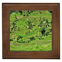 Greenery Paddy Fields Rice Crops Framed Tiles by Nexatart