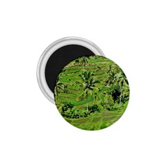 Greenery Paddy Fields Rice Crops 1 75  Magnets by Nexatart