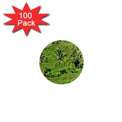 Greenery Paddy Fields Rice Crops 1  Mini Magnets (100 Pack)  by Nexatart