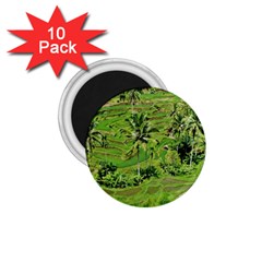 Greenery Paddy Fields Rice Crops 1 75  Magnets (10 Pack)  by Nexatart