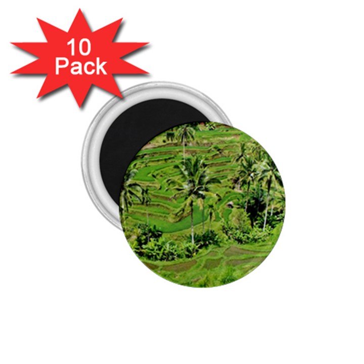 Greenery Paddy Fields Rice Crops 1.75  Magnets (10 pack) 