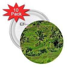 Greenery Paddy Fields Rice Crops 2 25  Buttons (10 Pack)  by Nexatart