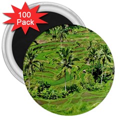 Greenery Paddy Fields Rice Crops 3  Magnets (100 Pack) by Nexatart