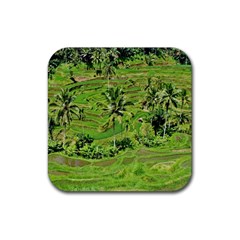 Greenery Paddy Fields Rice Crops Rubber Coaster (square)  by Nexatart