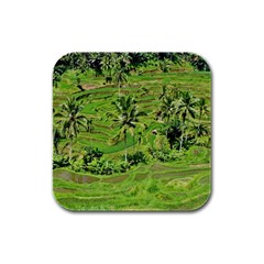 Greenery Paddy Fields Rice Crops Rubber Square Coaster (4 Pack)  by Nexatart