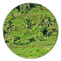 Greenery Paddy Fields Rice Crops Magnet 5  (round) by Nexatart