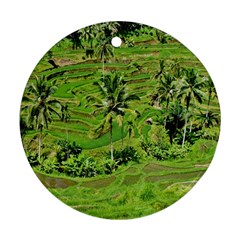 Greenery Paddy Fields Rice Crops Round Ornament (two Sides) by Nexatart