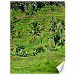 Greenery Paddy Fields Rice Crops Canvas 36  X 48   by Nexatart