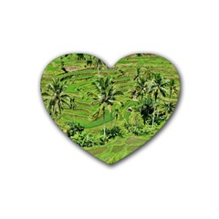 Greenery Paddy Fields Rice Crops Rubber Coaster (heart)  by Nexatart