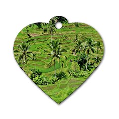 Greenery Paddy Fields Rice Crops Dog Tag Heart (two Sides) by Nexatart